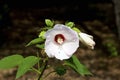 Crimson-eyed Rose-mallow 836897