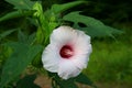 Crimson-eyed Rosemallow flower Hibiscus moscheutos