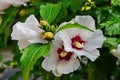Hibiscus mutabilis - Changing rose, confederate rose, Dixie rosemallow, or cotton rosemallow flower and buds on a branch