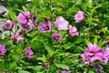 Hibiscus mutabilis - Changing rose, confederate rose, Dixie rosemallow, or cotton rosemallow flower and buds on a branch