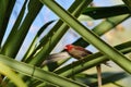 Crimson finch in the bush