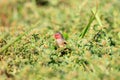 Crimson Finch