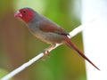 Red-faced bird perching on branch - side view Royalty Free Stock Photo