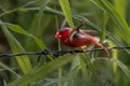 Crimson finch or Neochmia phaeton seen in Nimbokrang in West Papua, Indonesia