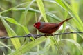 Crimson finch or Neochmia phaeton seen in Nimbokrang in West Papua, Indonesia