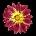 Crimson flower daisy on the black isolated background with clipping path. Closeup. Royalty Free Stock Photo