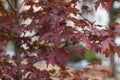 Crimson Foliage - An October scene in the maple trees. red maple tree background. Red maple tree leaves in autumn season Royalty Free Stock Photo