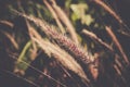 Crimson fountain grassPennisetum setaceum blowing in the wind vintage tone Royalty Free Stock Photo