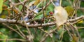 Crimson-fronted barbet also known as Sri Lankan barbet, eating fruits