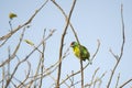 Crimson fronted barbet