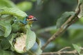 Crimson-fronted barbet Bird eat