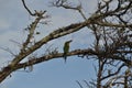 Crimson-fronted barbet bird in Sri Lanka