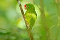 Crimson-fronted Parakeet, Aratinga funschi, portrait of light green parrot with red head, Costa Rica. Portrait of bird. Wildlife s