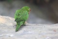 Crimson-fronted parakeet