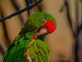 The crimson-fronted parakeet, Psittacara finschi Royalty Free Stock Photo