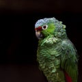 Crimson fronted Parakeet - Psittacara finschi