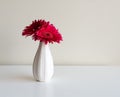 Crimson gerberas in a white vase