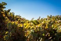 Crimson Grapes picking at Moshav Lachish