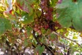 Crimson Grapes picking at Moshav Lachish