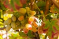 Crimson Grapes picking at Moshav Lachish