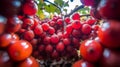 Crimson Harvest: A Close-Up of Luscious Red Grapes on the Vine