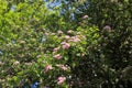 A crimson hawthorn tree in bloom Royalty Free Stock Photo