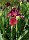 Crimson Iris Royalty Free Stock Photo