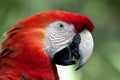 Crimson Macaw in Profile