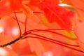 Crimson Maple Leaves Exhibiting the Elegance of Autumn