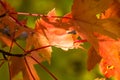 Crimson Maple Leaves Exhibiting the Elegance of Autumn