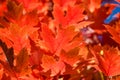 Crimson Maple Leaves Exhibiting the Elegance of Autumn