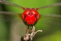 Crimson Marsh Glider Dragonfly