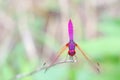 Crimson marsh glider dragonfly