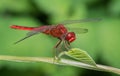 Crimson Marsh Glider Dragonfly (Male) Royalty Free Stock Photo