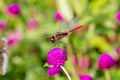Crimson Marsh Glider Trithemis aurora dragonfly Libellulidae,