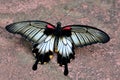 Crimson Mormon Butterfly,Papillio rumanzoria Royalty Free Stock Photo