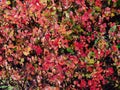 Crimson Oak Digital Background