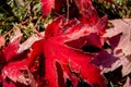 Big Fall Colorful leaves fallen on the grasses