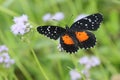 Crimson Patch Butterfly - Chlosyne janais Royalty Free Stock Photo