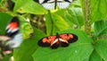 Crimson patched butterfly also known as postman butterfly with open wings on leaf