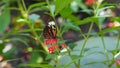 Crimson patched butterfly on top of red flower, white, red and black wings