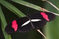 Crimson-patched Longwing Butterfly Royalty Free Stock Photo