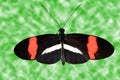 Crimson-patched Longwing Butterfly Royalty Free Stock Photo