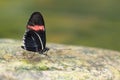 Crimson-patched longwing butterfly Royalty Free Stock Photo
