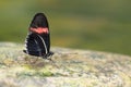Crimson-patched longwing butterfly