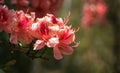 Crimson peach sakura, cherry blossom flowers of Nara.