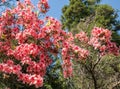 Crimson peach sakura, cherry blossom flowers of Nara. Royalty Free Stock Photo