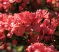 Crimson peach sakura, cherry blossom flowers of Nara.