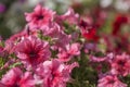 Crimson petunias in bright sunlight