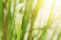 Crimson Pitcher Plant, Sarracenia leucophylla Raf. on Blurred Greenery Background